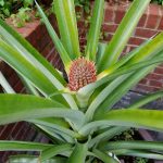 Pineapple plant at The Kenwood