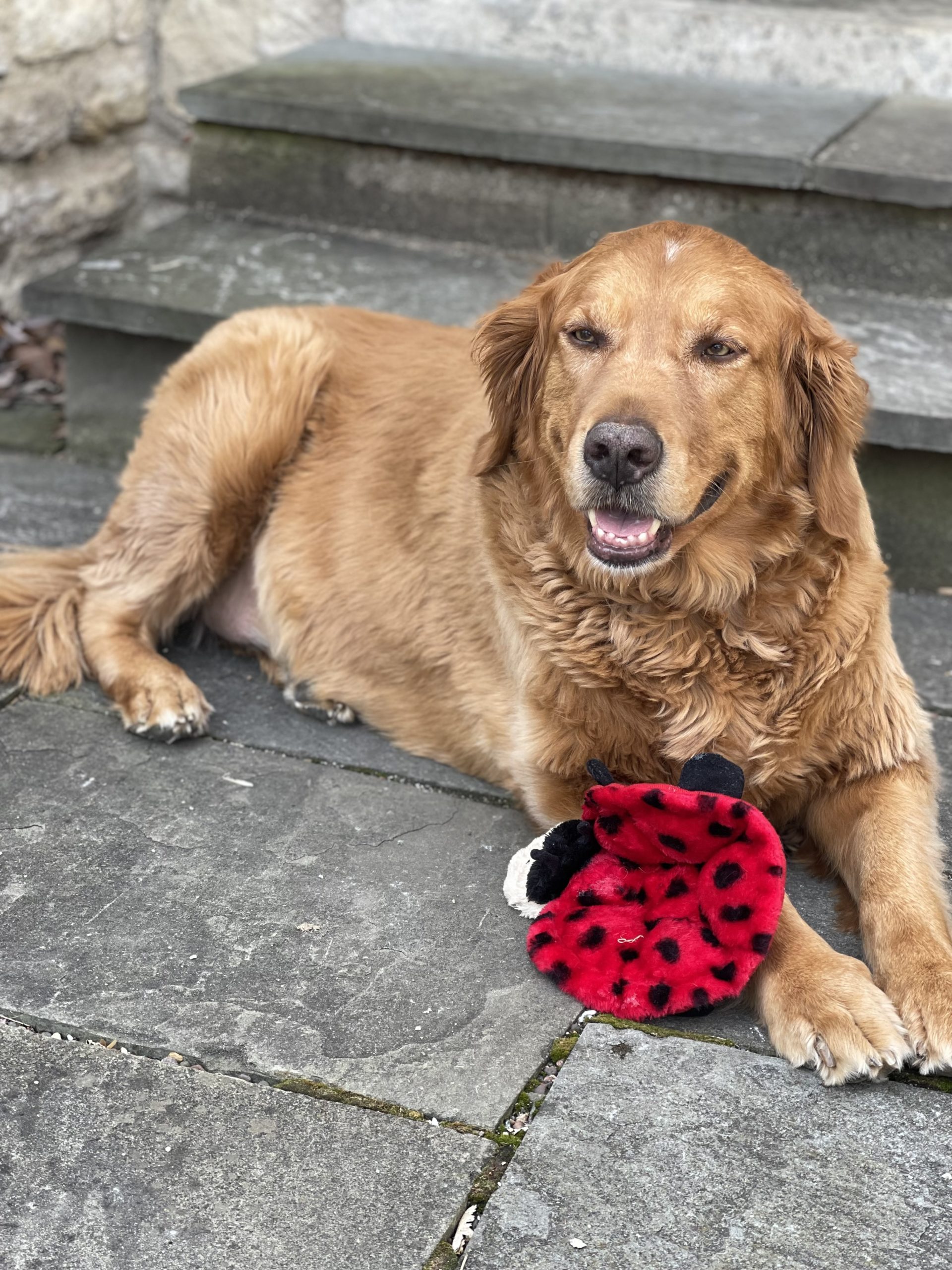 Featured image for “Dublin Retirement Village hosts retirement ‘PAWty’ for beloved therapy dog”