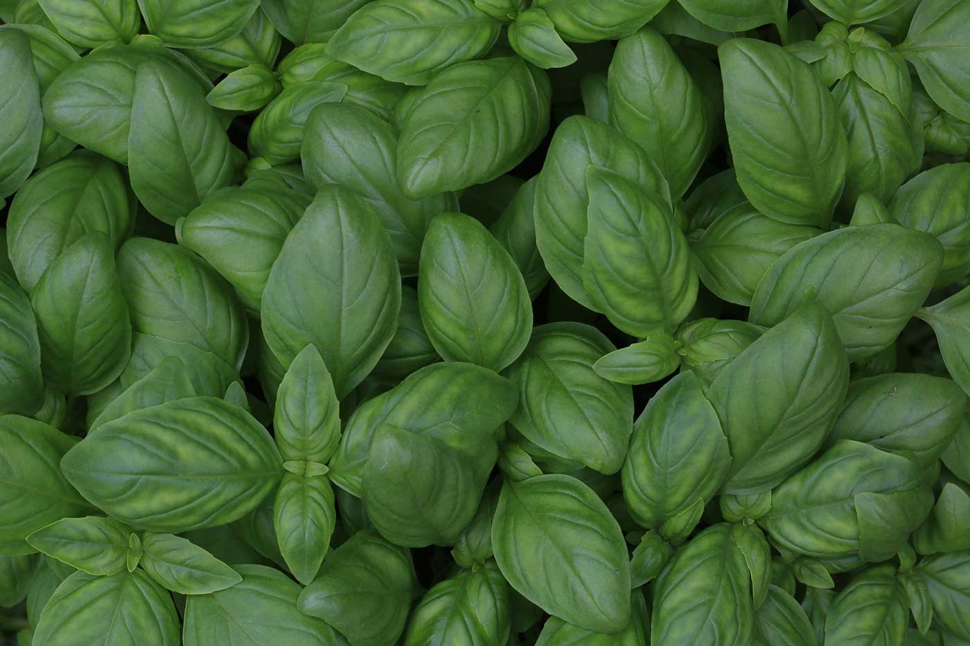 Featured image for “You Won’t “Be Leaf” All of the Benefits Found in Basil”