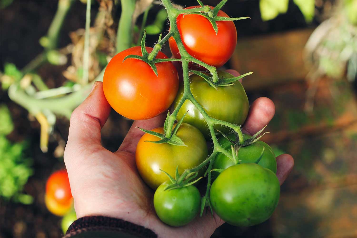 Featured image for “Here Today, Gone Tomato: Why You Should Take Advantage of Tomato Season”