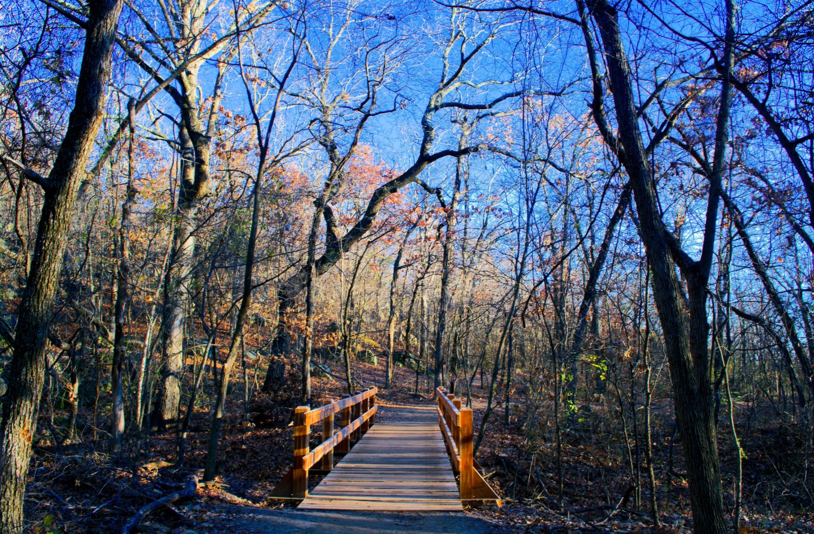 A wooden bridge walkway in the forest at Turkey Mountain in Tulsa.
